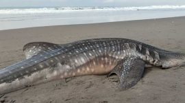 Seekor hiu tutul berukuran besar ditemukan mati terdampar di Pantai Keburuhan, Kecamatan Ngombol, Kabupaten Purworejo.