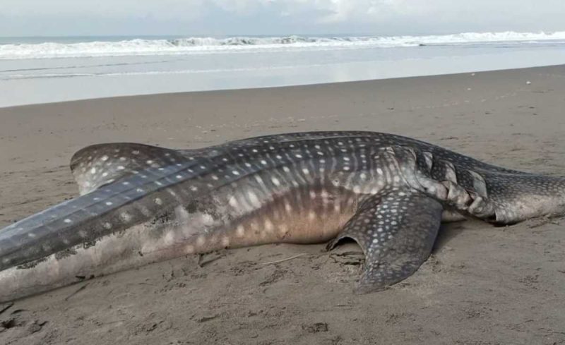 Seekor hiu tutul berukuran besar ditemukan mati terdampar di Pantai Keburuhan, Kecamatan Ngombol, Kabupaten Purworejo.