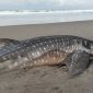 Seekor hiu tutul berukuran besar ditemukan mati terdampar di Pantai Keburuhan, Kecamatan Ngombol, Kabupaten Purworejo.