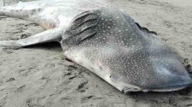 Seekor hiu tutul berukuran besar ditemukan mati terdampar di Pantai Keburuhan, Kecamatan Ngombol, Kabupaten Purworejo.