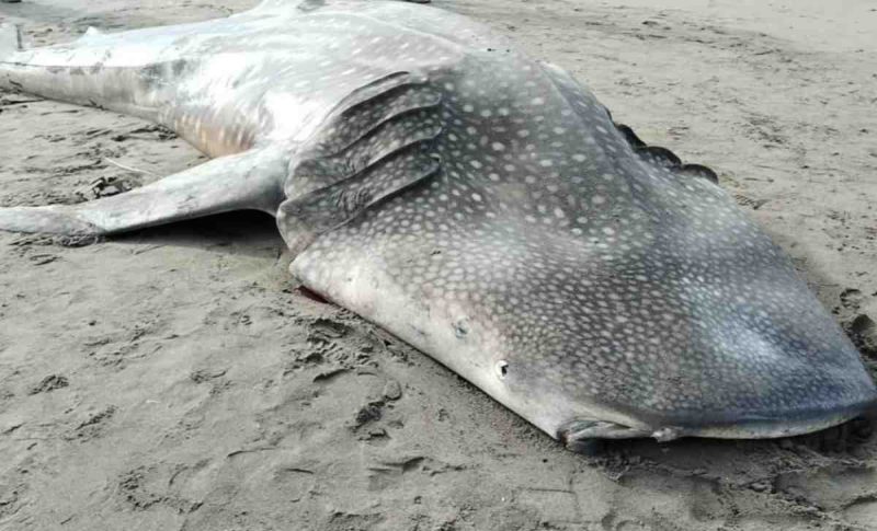 Seekor hiu tutul berukuran besar ditemukan mati terdampar di Pantai Keburuhan, Kecamatan Ngombol, Kabupaten Purworejo.