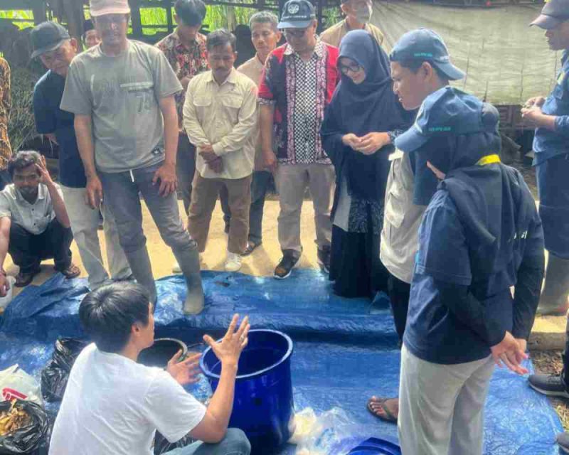 Pengurus Pusat Kagama Pemberdayaan Masyarakat, mahasiswa KKN Universitas Gadjah Mada (UGM), dan Kelompok Tani Murakabi I Desa Karangrejo, Kecamatan Loano, Kabupaten Purworejo membuat pupuk NPK dari kotoran sapi.
