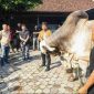 Gubernur Jawa Tengah Ahmad Luthfi dampingi Ketua MPR RI Ahmad Muzani mengunjungi peternakan sapi modern di Purworejo pada Sabtu lalu.