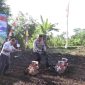 Program ketahanan pangan Polres Purworejo melalui kegiatan penanaman jagung serentak.
