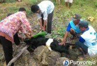 Pemotongan kambing yang merupakan salah satu prosesi tradisi sedekah mbah buyut di Purworejo.