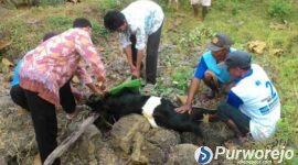 Pemotongan kambing yang merupakan salah satu prosesi tradisi sedekah mbah buyut di Purworejo.