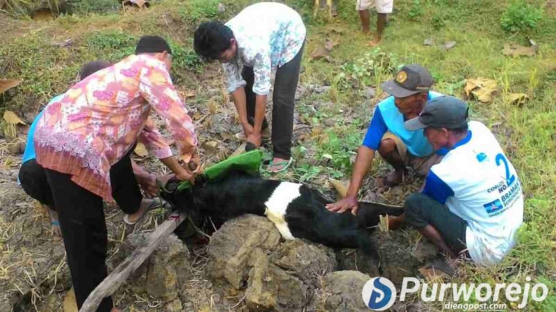 Pemotongan kambing yang merupakan salah satu prosesi tradisi sedekah mbah buyut di Purworejo.