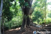 Pemkab Purworejo Matangkan Upaya Pelestarian Situs Prasasti Kayu Arahiwang