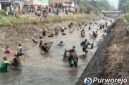 Ribuan warga memadati Irigasi Silekor. Mereka antusias mengikuti Tradisi Gogoh Ikan pada Minggu (2/8/2026).