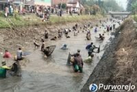 Ribuan warga memadati Irigasi Silekor. Mereka antusias mengikuti Tradisi Gogoh Ikan pada Minggu (2/8/2026).