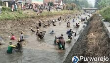 Ribuan warga memadati Irigasi Silekor. Mereka antusias mengikuti Tradisi Gogoh Ikan pada Minggu (2/8/2026).