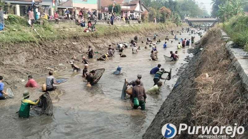 Ribuan warga memadati Irigasi Silekor. Mereka antusias mengikuti Tradisi Gogoh Ikan pada Minggu (2/8/2026).