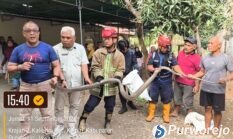 Warga Kaliurip Geger, King Cobra Masuk Rumah Langsung Dievakuasi Damkar